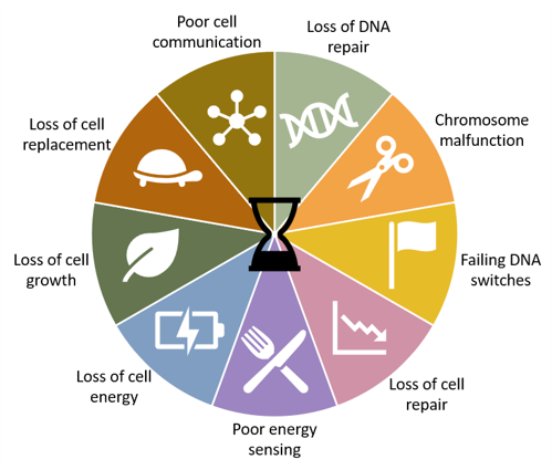 The 9 hallmarks of ageing