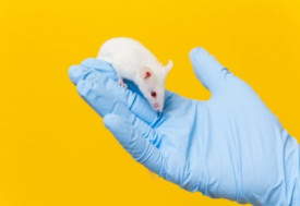 Ageing mouse in lab
