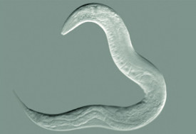 Caenorhabditis elegans