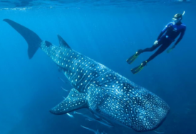  Diving with a whale shark