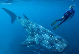 Diving with a whale shark